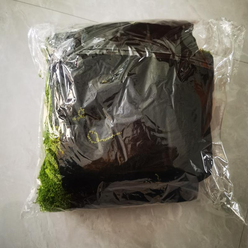 Moss Canvas
